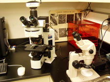 Light Microscope