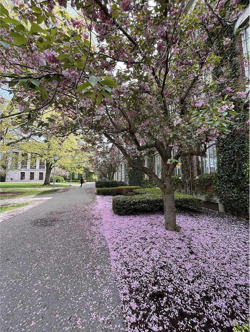 A walkway next to a building is sprinkled with purple blossoms from a flowering tree.