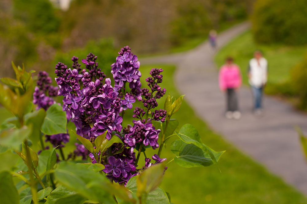 A close up of a lilac blossom with a people walking on a path in the background.