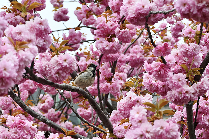 A close up on a tree in full pink bloom with a small bird perched on a branch.