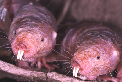 mole rats