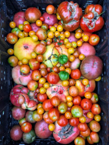 an ariel view of a basket of various round vegetables of all sizes and various colors from yellow to red