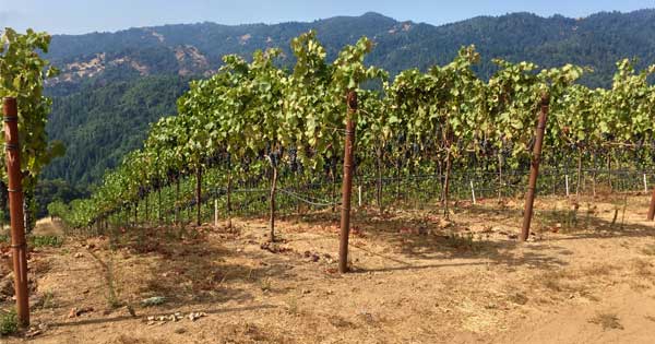 a green vineyard with mountains in background against a blue sky