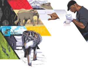 illustration of Shane Campbell-Staton ’08 and various science and animal drawings