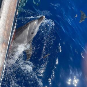 Dolphins in water against a sailboat