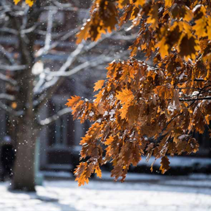 Image: Winter image