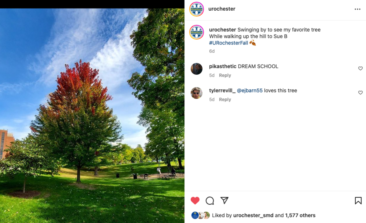 A tree on River Campus has red leaves at the top and green leaves at the bottom.
