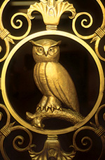owl