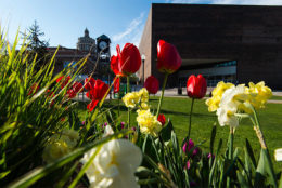 Wilson Commons and Rush Rhees Library in the background with flowers in foreground