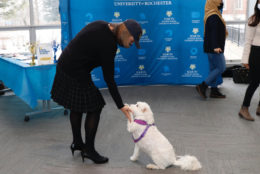 woman shaking hand of a white dog