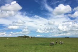 green field with zebra and blue cloudy skies