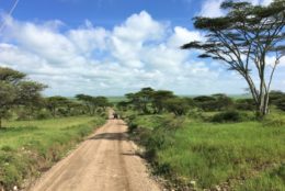 dirt road next to fields of green and trees with blue cloudy skies