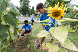 two men in blue shirts gardening with sunflower in foreground