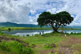 lone tree in a field of green and water hole