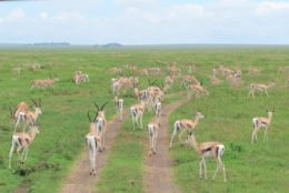 a field full of antelope