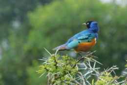 blue bird with orange belly perched on tree branch