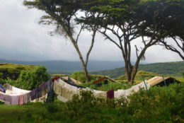 green landscape, with a large tree and hanging clothes and blankets on clotheslines