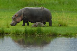 hippo in green grass next to water with a baby hippo next to her