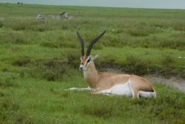 antelope sitting in field with zebra in background