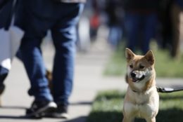 dog in foreground, blurry legs of a man in background