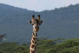 neck and head of a giraffe