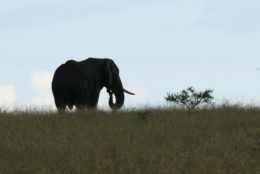 lone elephant in the background