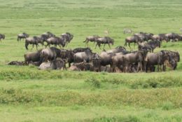 field of water buffalo