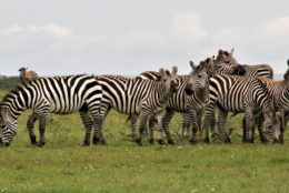 field full of zebras