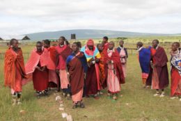 group of tanzanias outdoors in a field