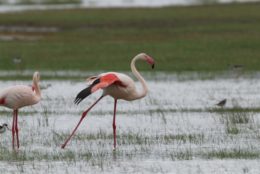 two flamingos wading through bog