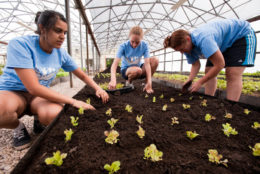 three students planting plants in garden