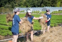 three woman all wearing caps working with hay on a farm