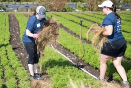 two women in farm field laying down hay