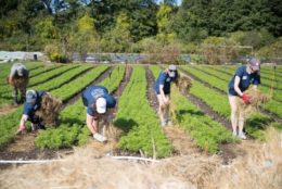 five people laying hay in a farm field