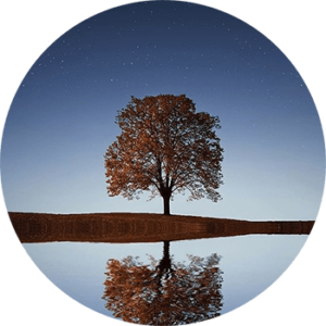 a tree with orange leaves near a body of water reflecting the tree