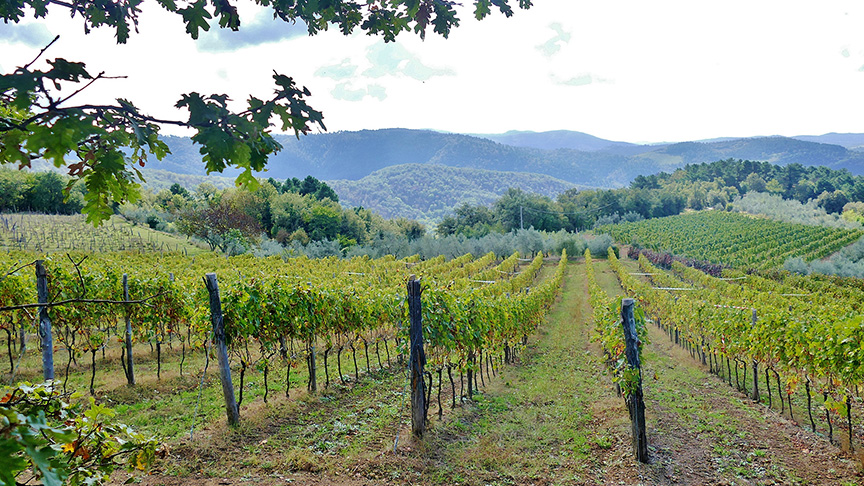 Italian vineyard