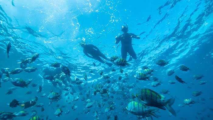 Underwater with the camera facing upwards toward the water surface, 2 silhouettes of people scuba diving with fish swimming in the foreground