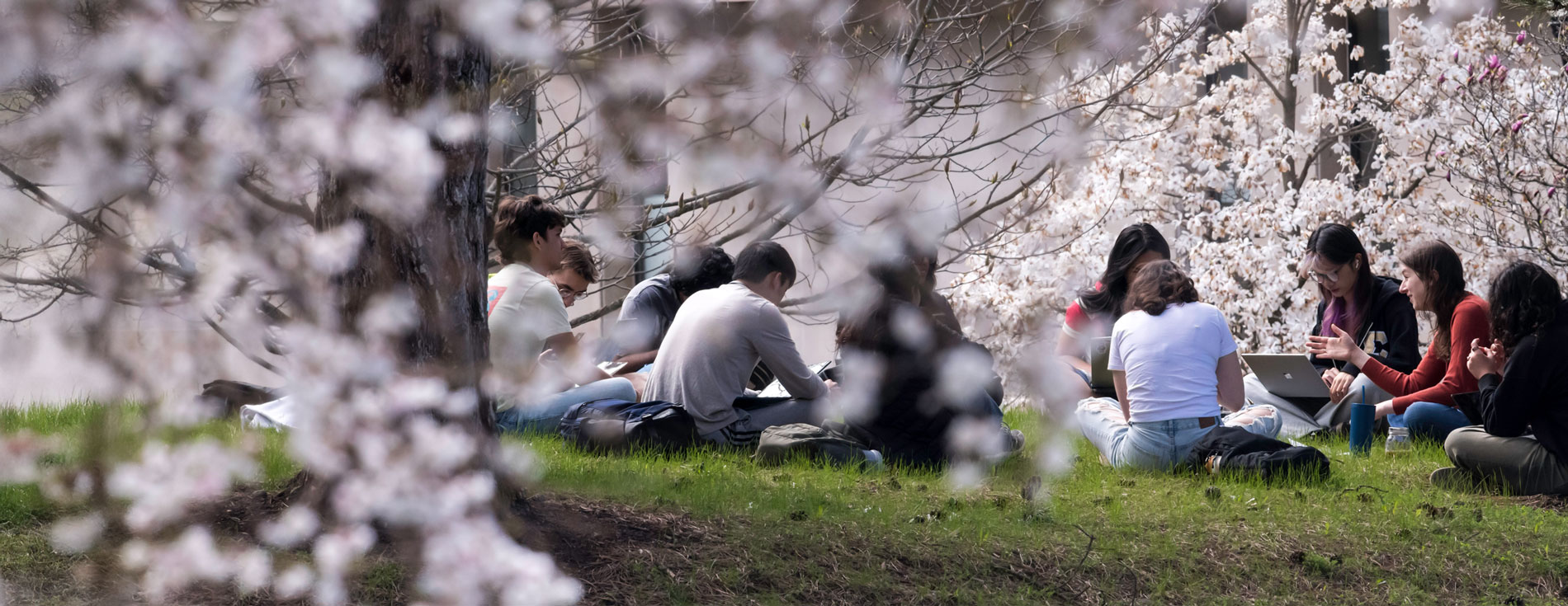 Students relax beneath blooming cherry blossoms at the University of Rochester.