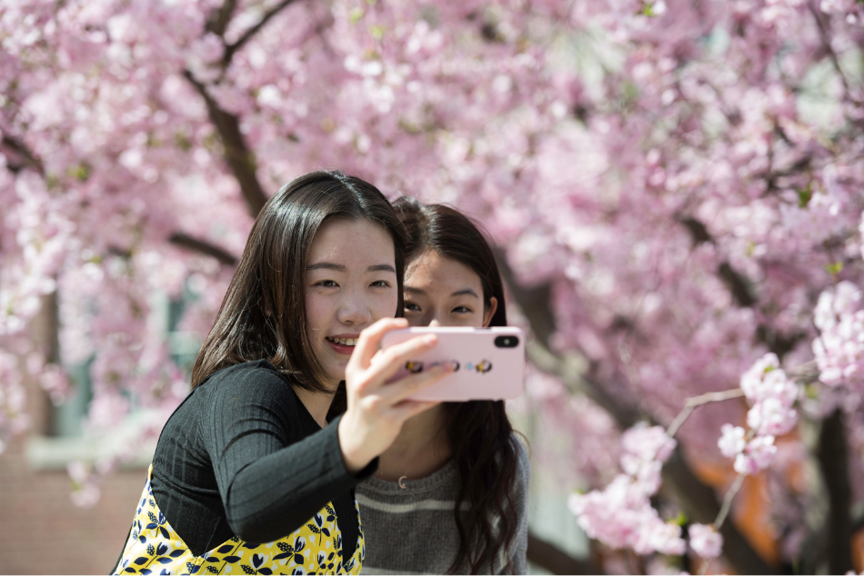 two students taking a selfie under cherry blossoms