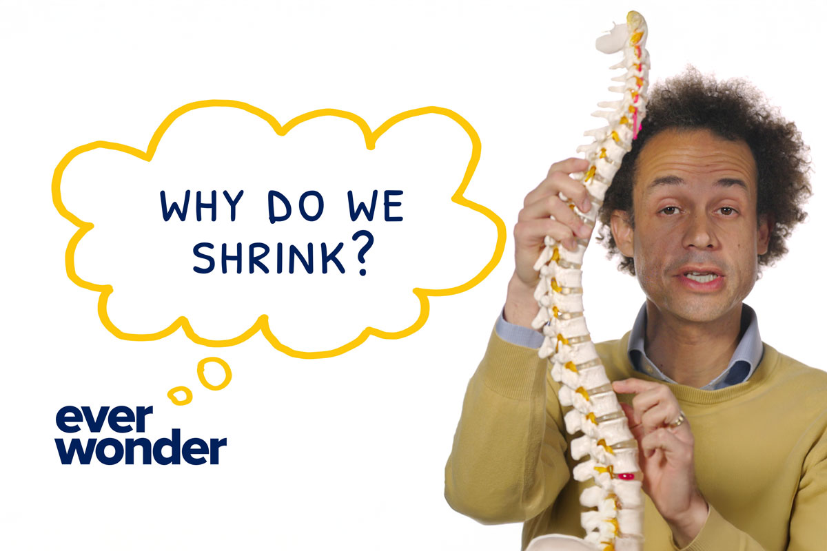 Image depicting the concept of human shrinkage, featuring the University of Rochester's logo and related scientific imagery.