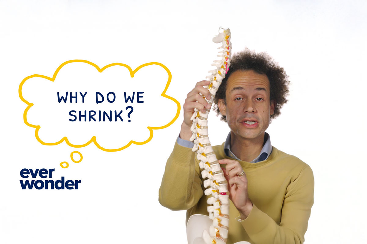 Image depicting the concept of human shrinkage, featuring the University of Rochester's logo and related scientific imagery.