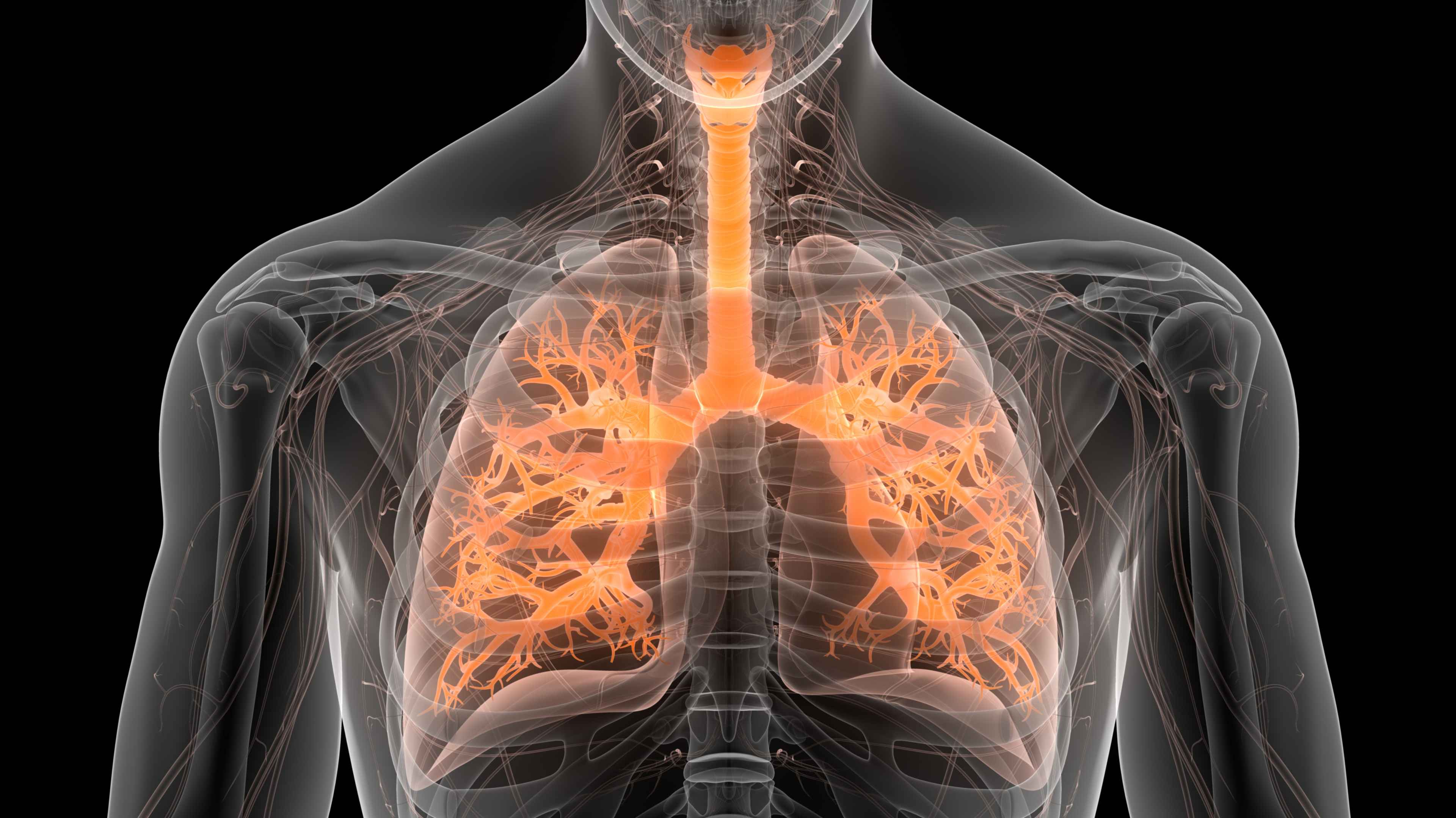 Image of the respiratory system. 
