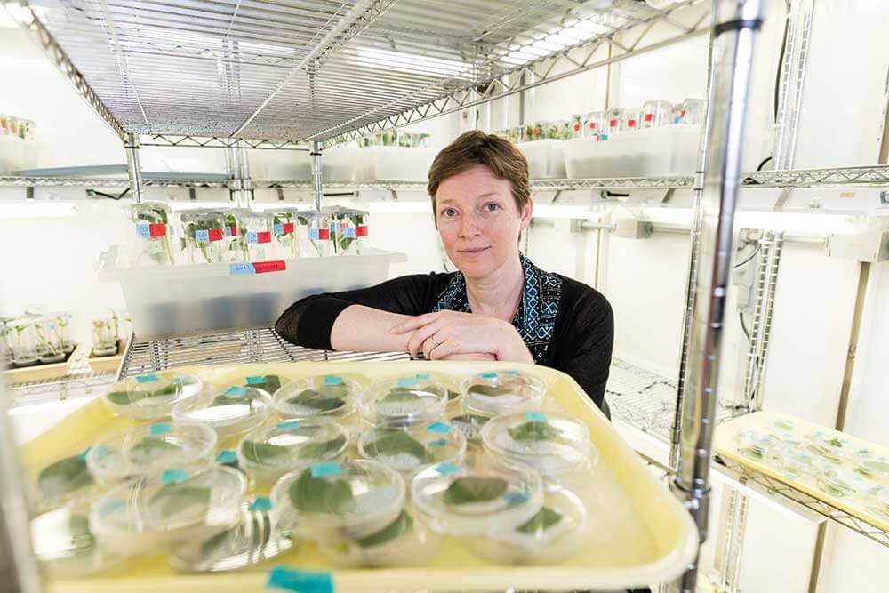 Professor in lab surrounded by petri dishes