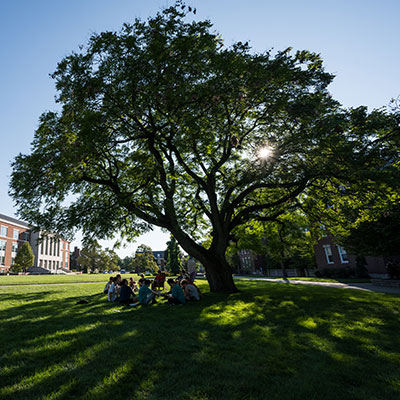 A group of students sitting under a large tree.