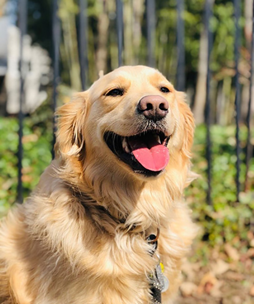 Headshot of Sasha the golden retriever.