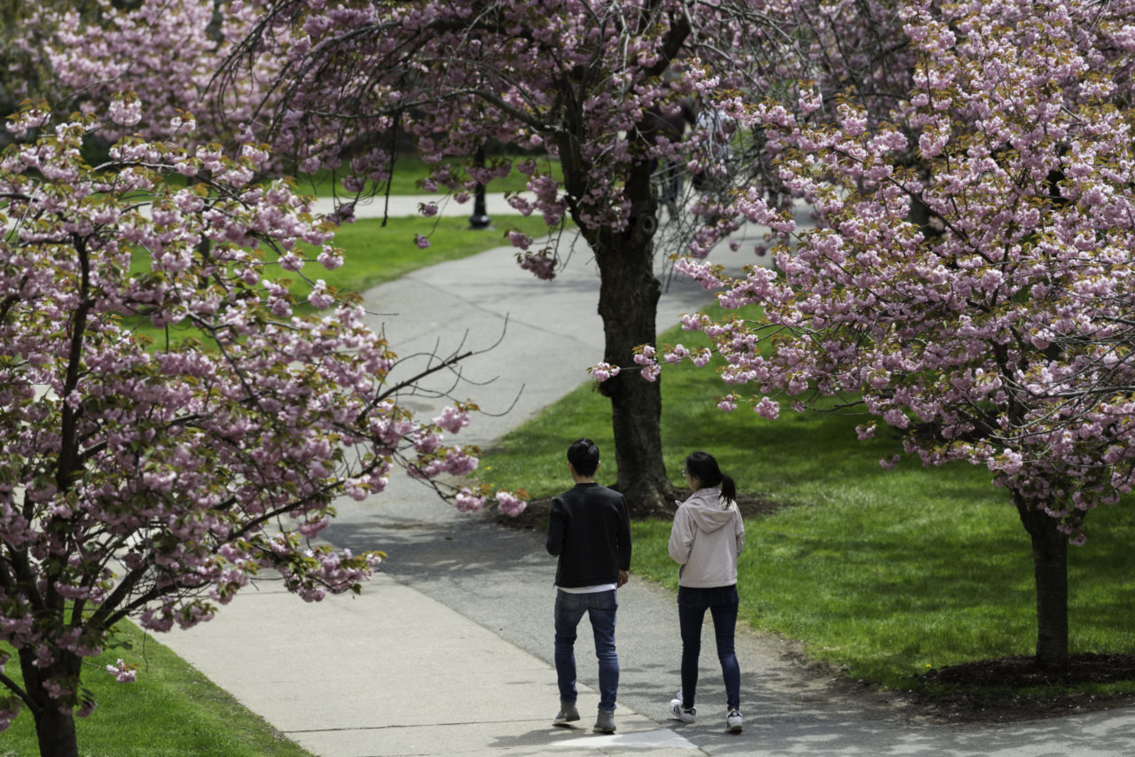 Two students walking across the University of Rochester campus past blooming cherry trees