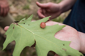 Student holding a leaf