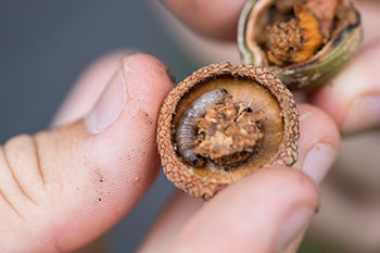 An acorn broken open to show a worm inside.