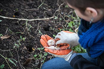 A student planting garlic