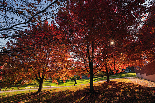 A person walking on campus past trees with fall leaves.